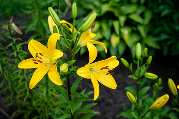 Obraz premium yellow iris flower