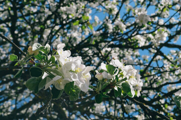 Apple blossoms on a background of the sky