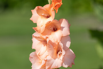 Pink gladiolus flowers in bloom - Powered by Adobe