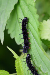 Two small black caterpillars of the genus Aglais have just hatched on a green plant