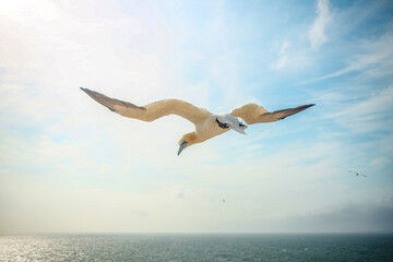 Fototapeta na wymiar Northern gannet