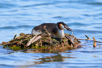 Great Crested Grebe ( Podiceps cristatus ) On The Nest with Eggs