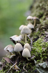 mushrooms in the forest, parc régional seigneurie de la matapédia, québec, canada