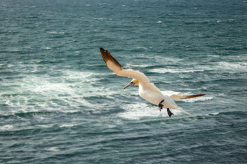 Northern gannet