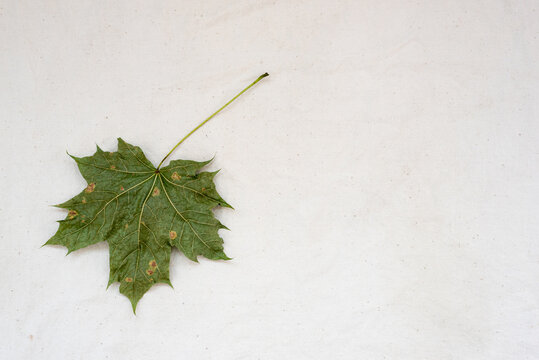 Dry green maple leaf on white gunny fabric. Environmental marketing disinformation. Greenwashing, ecology, bionomics concept.