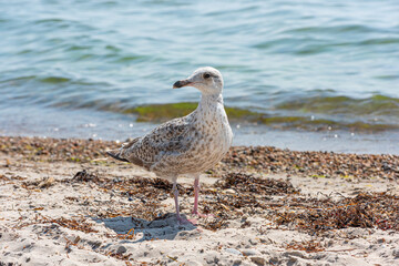 Young seagull walking on a sand beach..