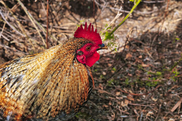 Chickens living wild on a piece of waste land in Los Realejos