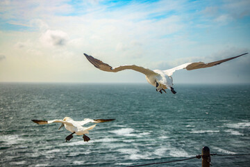 Northern gannet