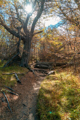 Beautiful forests of patagonia. walking along the trails you will find these forests.