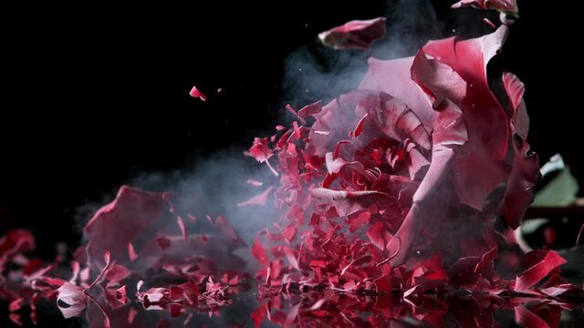 Super slow motion explosion of red rose frozen in liquid nitrogen. Filmed on high speed cinematic camera at 1000 frames per second.