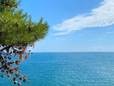 Pine branch over calm blue sea and clear sky. Calm sea blue water. Dense conifer against tranquil ocean waters. Idyllic summer seascape.