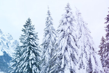 beautiful winter landscape, snow-covered fluffy fir trees, snowfall in the mountains, panorama of mountain peaks, the Swiss Alps in the snow, walks in the winter white forest