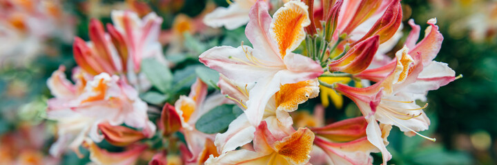 Fototapeta na wymiar Shrubs in bloom of Orange Japanese Rhododendron