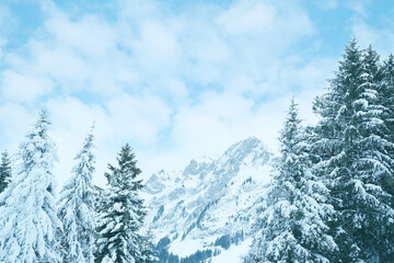 Fototapeta premium beautiful winter landscape, snow-covered fluffy fir trees, snowfall in the mountains, panorama of mountain peaks, the Swiss Alps in the snow, walks in the winter white forest