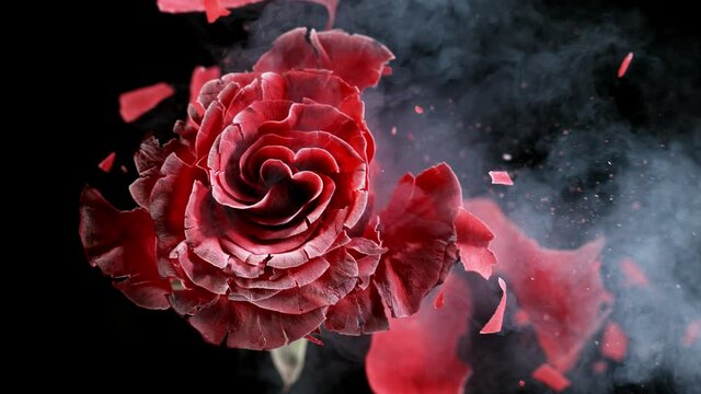 Super slow motion explosion of red rose frozen in liquid nitrogen. Filmed on high speed cinematic camera at 1000 frames per second.