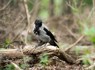 one crow scavenging wooden forest ground for food