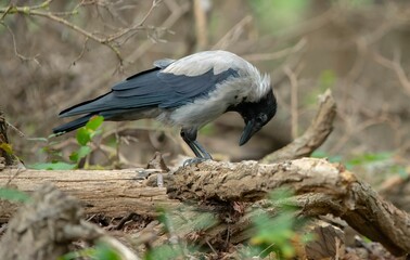 one crow scavenging wooden forest ground for food