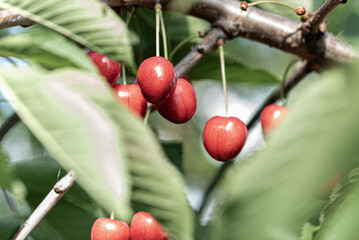 Cherries on the branch. Red fruits ripen on the tree in the sunshine. Spring and fresh fruit on the tree among green leaves.