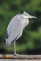 Grey heron (Ardea cinerea) young bird in natural habitat