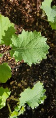Dew on Kale 