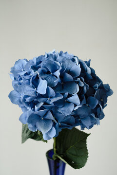 Blue hydrangea flower 