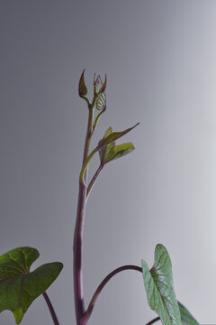 Sweet potato sprouts, freshly grown, with gray background