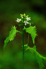 Alliaria petiolata - white flowers of a garlic-tasting herb.
