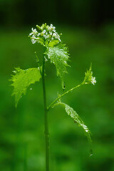 Alliaria petiolata - white flowers of a garlic-tasting herb.