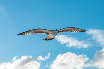 flying seagull with blue sky background