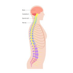 Spinal cord anatomy - obrazy, fototapety, plakaty