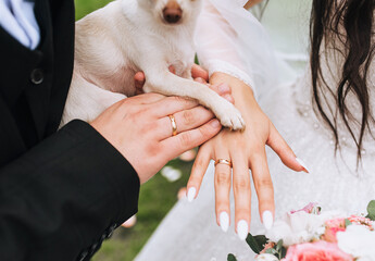 The bride and groom hold their hands with rings on their fingers, and close-up of a dog's paw....