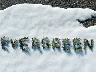 evergreen in pine sprigs
