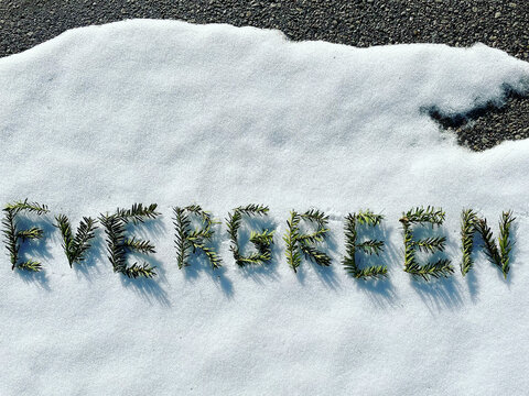 evergreen in pine sprigs
