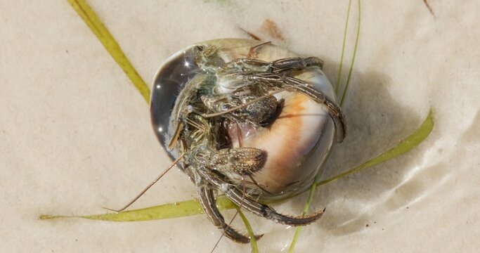 Closeup of Hermit Crab in Shell 