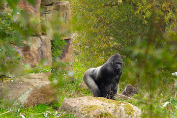 Silver back gorilla 