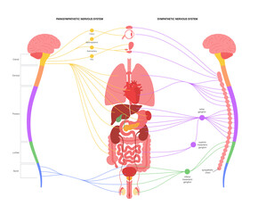 Autonomic nervous system - obrazy, fototapety, plakaty