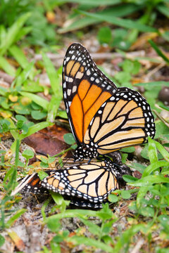 Mating Monarch Butterfly Couple