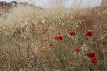 Red poppies in a field of dry grass with spikelets