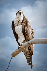 Pescadora observando