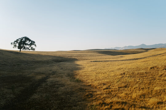 Lone Oak Tree In Santa Ynez California Rolling Hills 