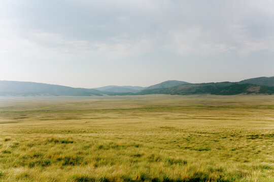 Caldera Mountain Prairie Golden Grass