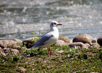Fototapeta premium black headed gull