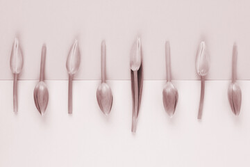 Frame border made of tulips on two tone yellow and purple background.