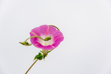 Pink bindweed flower on a light background.