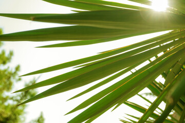 Palm leaves background with shadow against the sun outdoors. Green Fan Palm close-up.