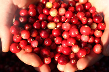 ripe fresh cranberries in hands