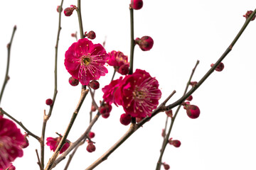 紅梅の花の白背景写真