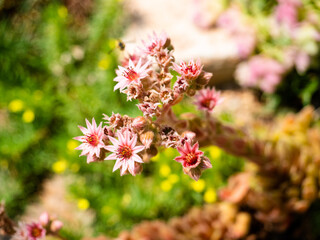 Stonecrops in full bloom. Macro image with green and yellow bokeh