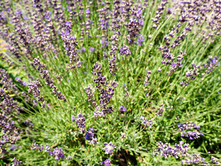 English lavender flowers. Garden, purple, botanical.