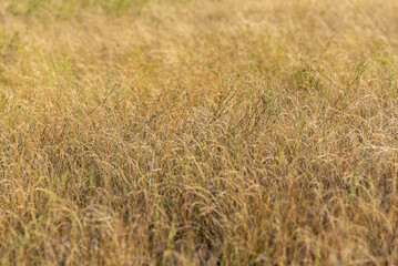 Dry grass on the field in autumn.